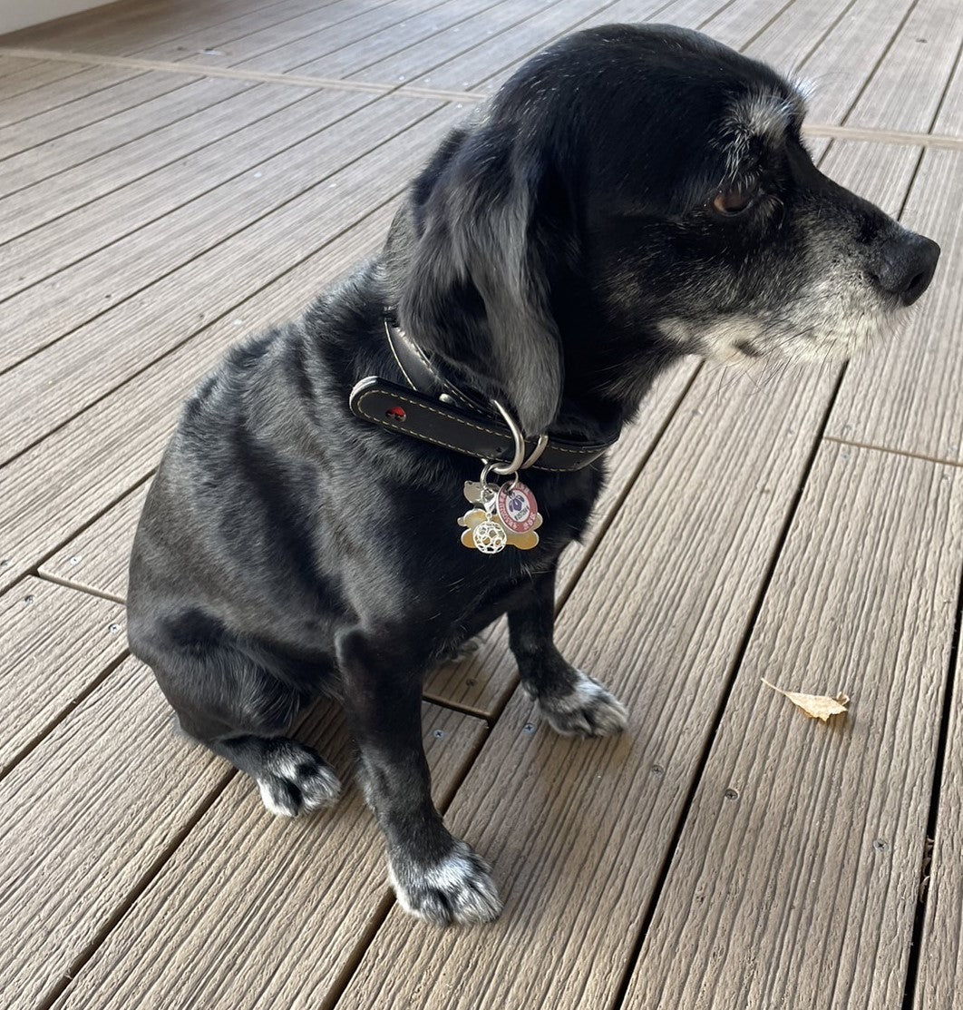 《銀メッキ》サッカーボール・透かしボール・ペットチャーム（大）